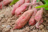 Süßkartoffel Ipomoea batatas Gemüse Samen zum Pflanzen in Gemüse Patch