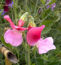Wicke Cupid Blumensamen zur Aussaat Anzucht Traditionssorte & ohne Gentechnik Samen Hausgarten