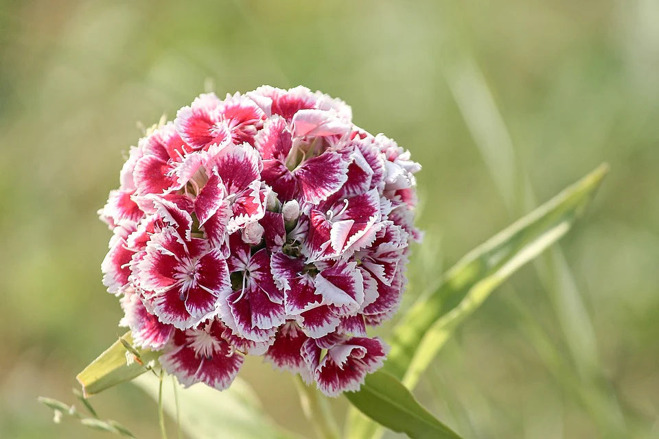 Rosa William Blumensamen zur Aussaat – ideal Rabatten – Traditionssorte & ohne Gentechnik Samen Hausgarten