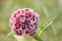 Rosa William Blumensamen zur Aussaat – ideal Rabatten – Traditionssorte & ohne Gentechnik Samen Hausgarten