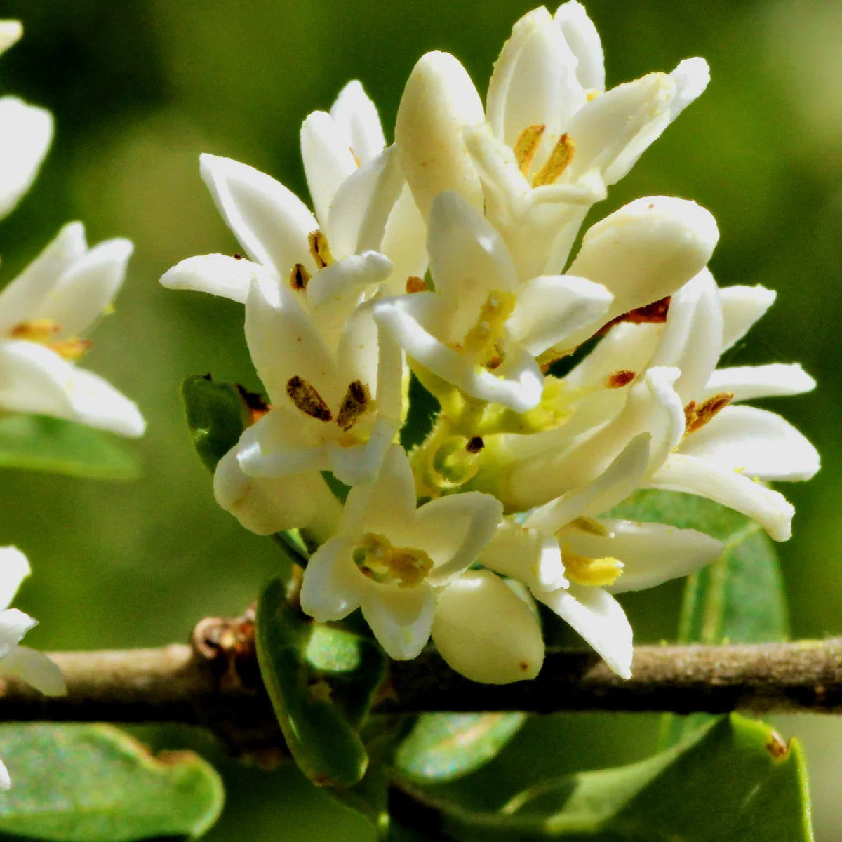 Gelbe Osmanthus fragrans Blume Samen für einfaches Anpflanzen