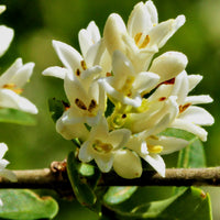 Gelbe Osmanthus fragrans Blume Samen für einfaches Anpflanzen