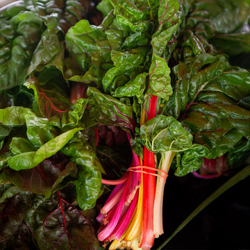 Rainbow Swiss Chard Samen zum Pflanzen