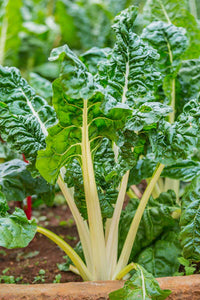 Green Swiss Chard Samen for Gemüse Planting