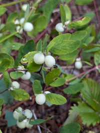 Zwerg Symphoricarpos-mollis- für einfaches Anpflanzen