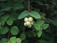 Zwerg Symphoricarpos-mollis- für einfaches Anpflanzen