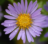 Aromatic Aster Blumensamen zur Aussaat farbenfroh Schau Traditionssorte & ohne Gentechnik Samen Hausgarten