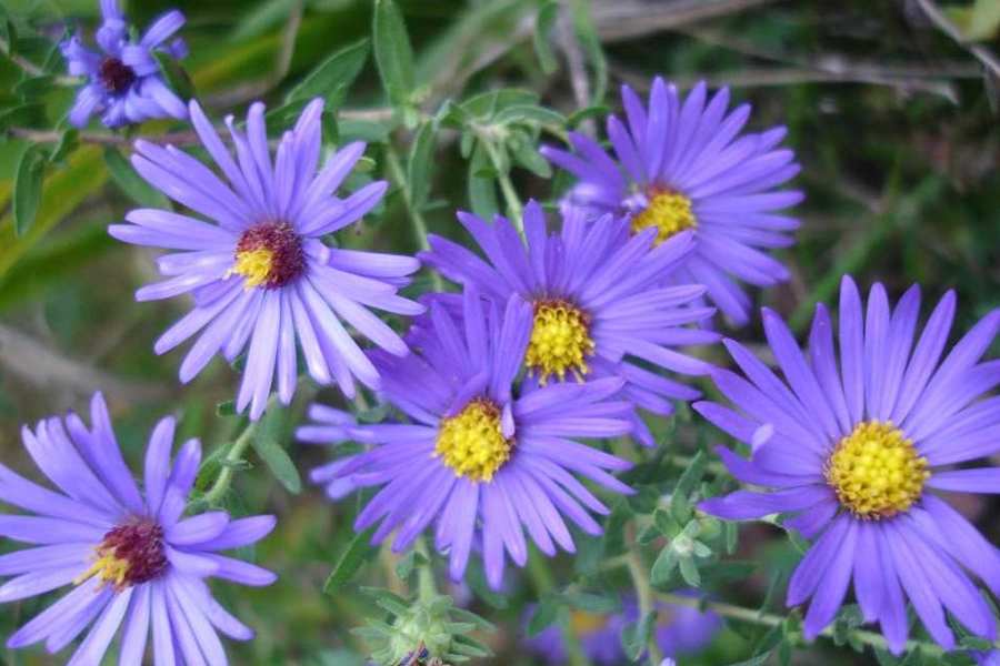Aromatic Aster Blumensamen zur Aussaat farbenfroh Schau Traditionssorte & ohne Gentechnik Samen Hausgarten