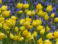 Tulipa Sylvestris Blumensamen zur Aussaat – lang Blüte Saison – Traditionssorte & ohne Gentechnik Samen Hausgarten