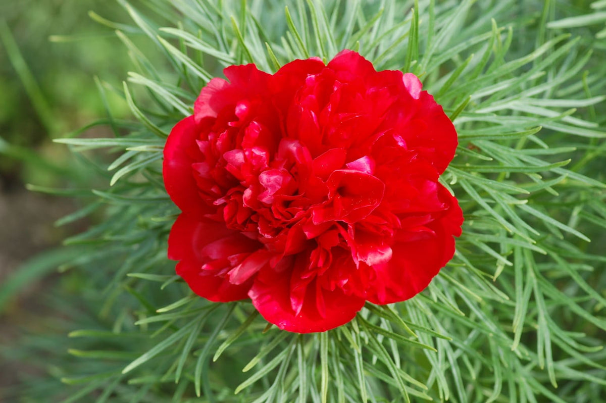 Paeonia blume samen for anpflanzung - easy to grow, heirloom & gmo free samen for home garten
 
 sale for anpflanzung in home garten.