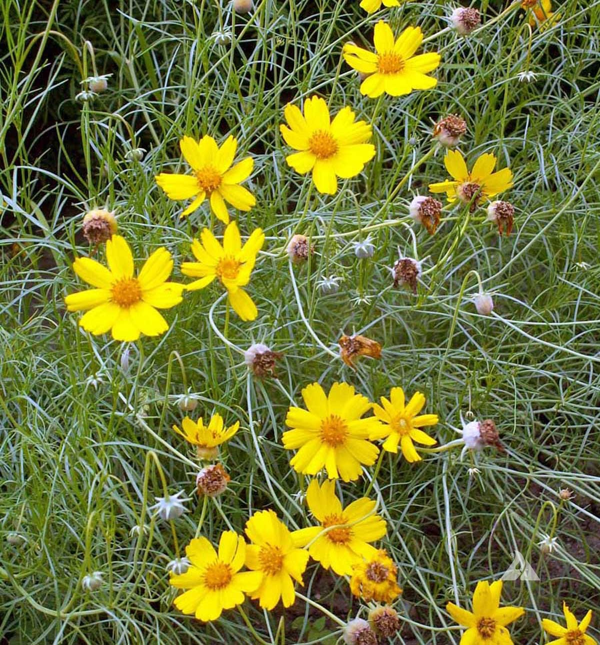 Greenthread Blumensamen zur Aussaat ideal Rabatten Traditionssorte & ohne Gentechnik Samen Hausgarten