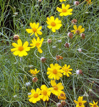 Greenthread Blumensamen zur Aussaat ideal Rabatten Traditionssorte & ohne Gentechnik Samen Hausgarten