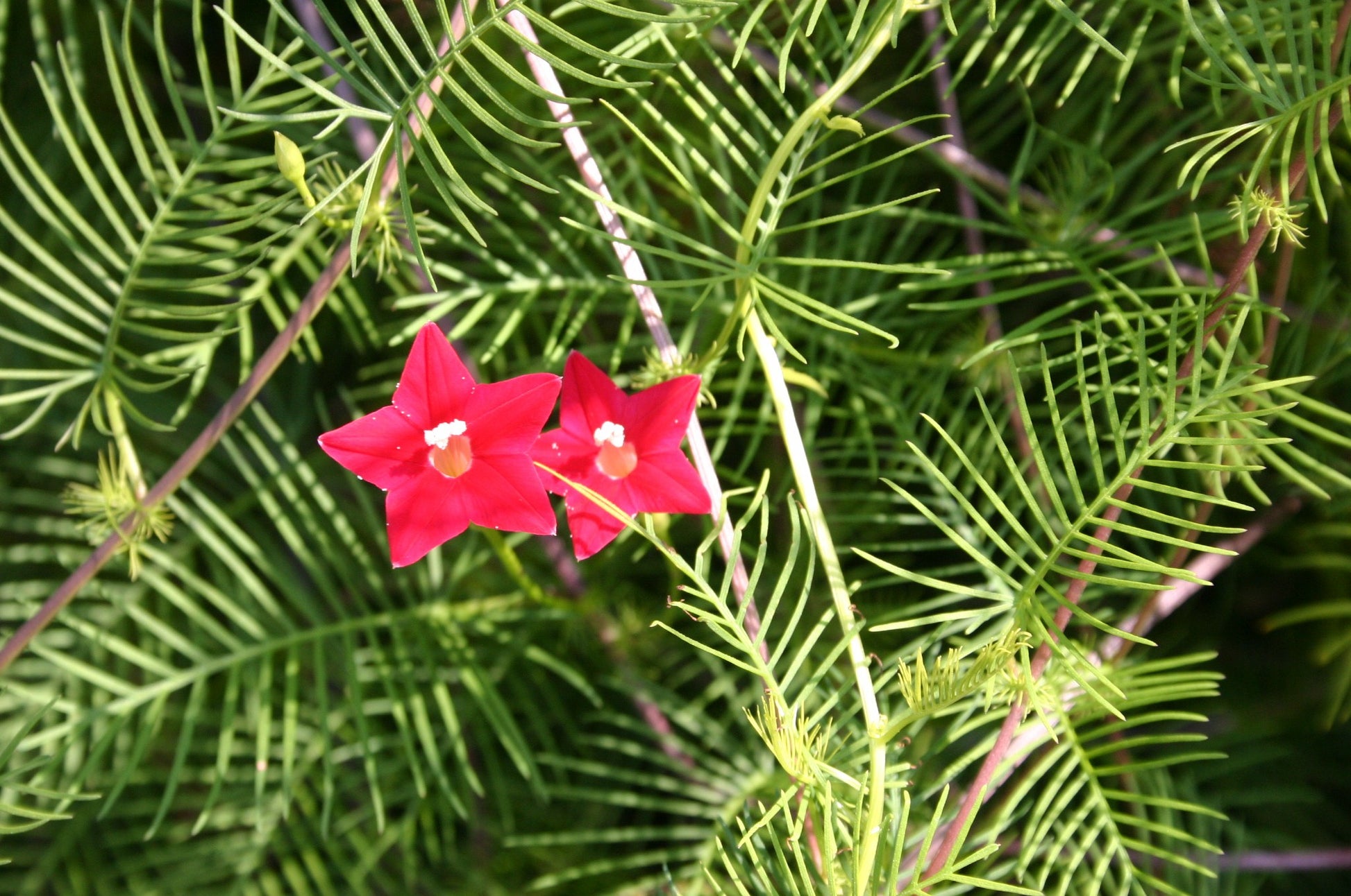 Rot Cypress Blumensamen zur Aussaat – lang Blüte Saison – Traditionssorte & ohne Gentechnik Samen Hausgarten
