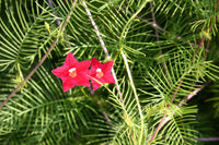 Rot Cypress Blumensamen zur Aussaat – lang Blüte Saison – Traditionssorte & ohne Gentechnik Samen Hausgarten