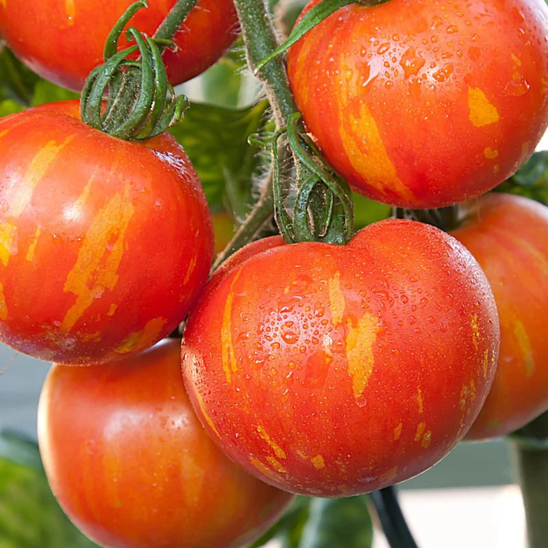 Orange Turkish Gemüse Samen zum Pflanzen