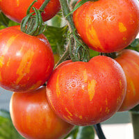 Orange Turkish Gemüse Samen zum Pflanzen