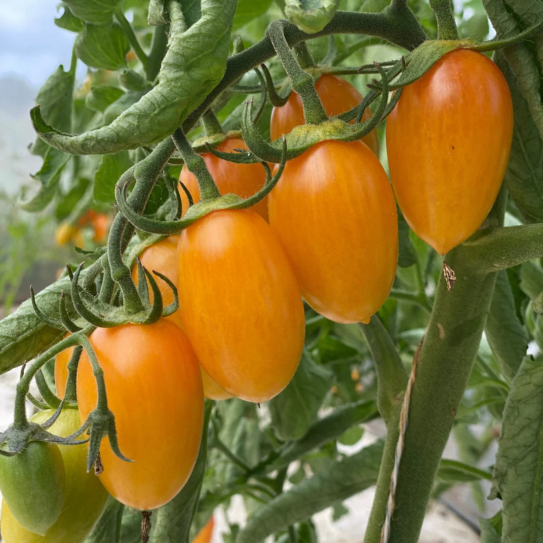 Tiger Asian Tomate Solanum lycopersicum Gemüse Samen zum Pflanzen