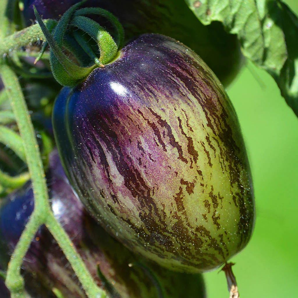 Atomic Tomate Samen: Ideal zum Pflanzen