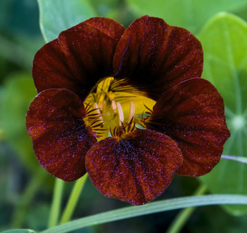 Schwarz Velvet Blumensamen zur Aussaat – leuchtend – Traditionssorte & ohne Gentechnik Samen Hausgarten