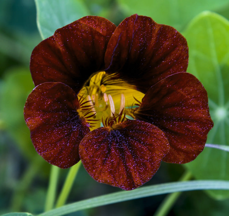 Schwarz Velvet Blumensamen zur Aussaat – leuchtend – Traditionssorte & ohne Gentechnik Samen Hausgarten