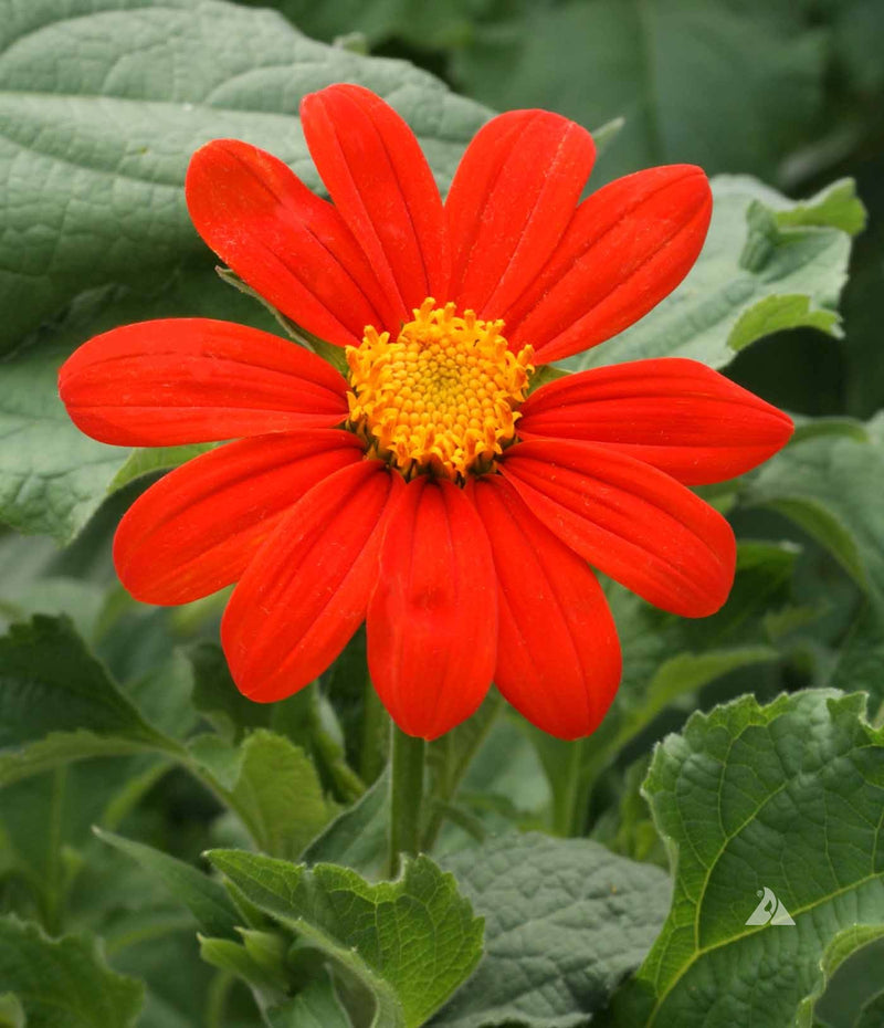 Orange Tithonia Blumensamen zur Aussaat – saisonal Dauerblüher – Traditionssorte & ohne Gentechnik Samen Hausgarten