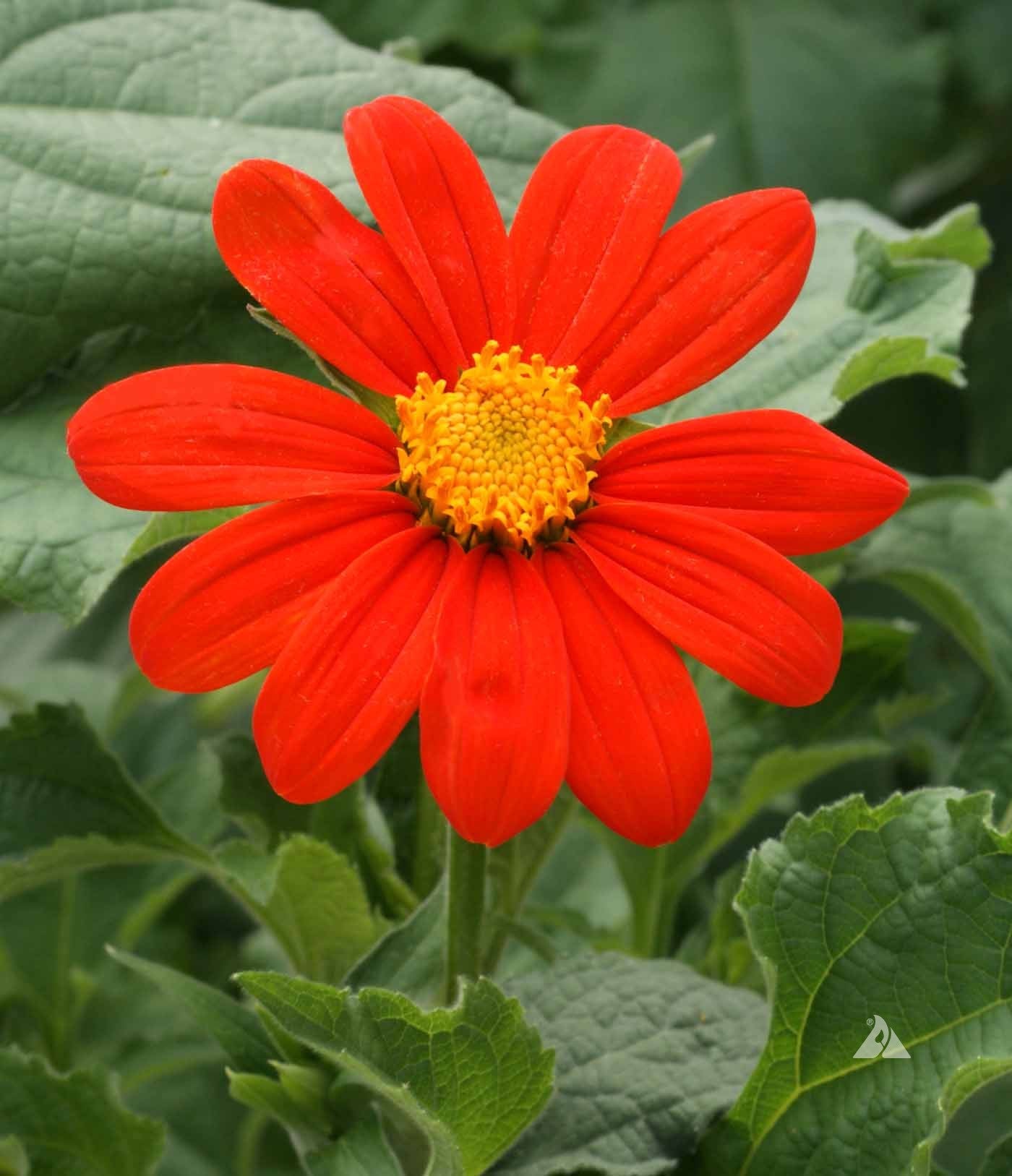 Orange Mexican Sonnenblume Samen zur Aussaat – ausdrucksstark Blüten