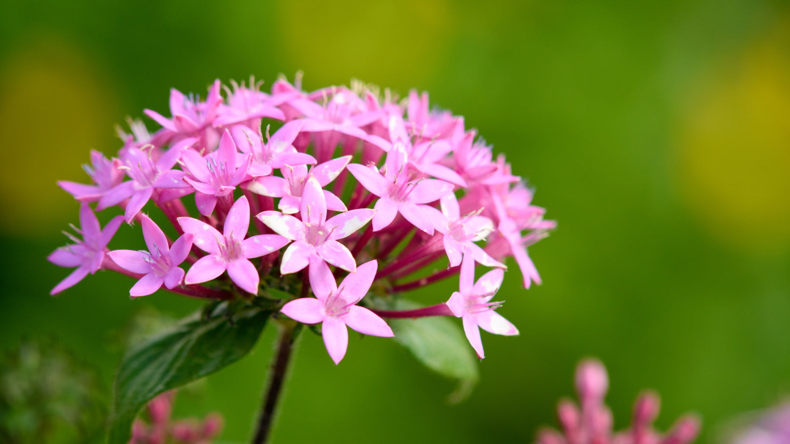 Penta Blumensamen zur Aussaat – duftend Blüten – Traditionssorte & ohne Gentechnik Samen Hausgarten
