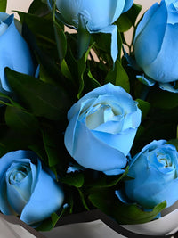 Himmelblau Rose Blumensamen zur Aussaat Garten beliebt Traditionssorte & ohne Gentechnik Samen Hausgarten