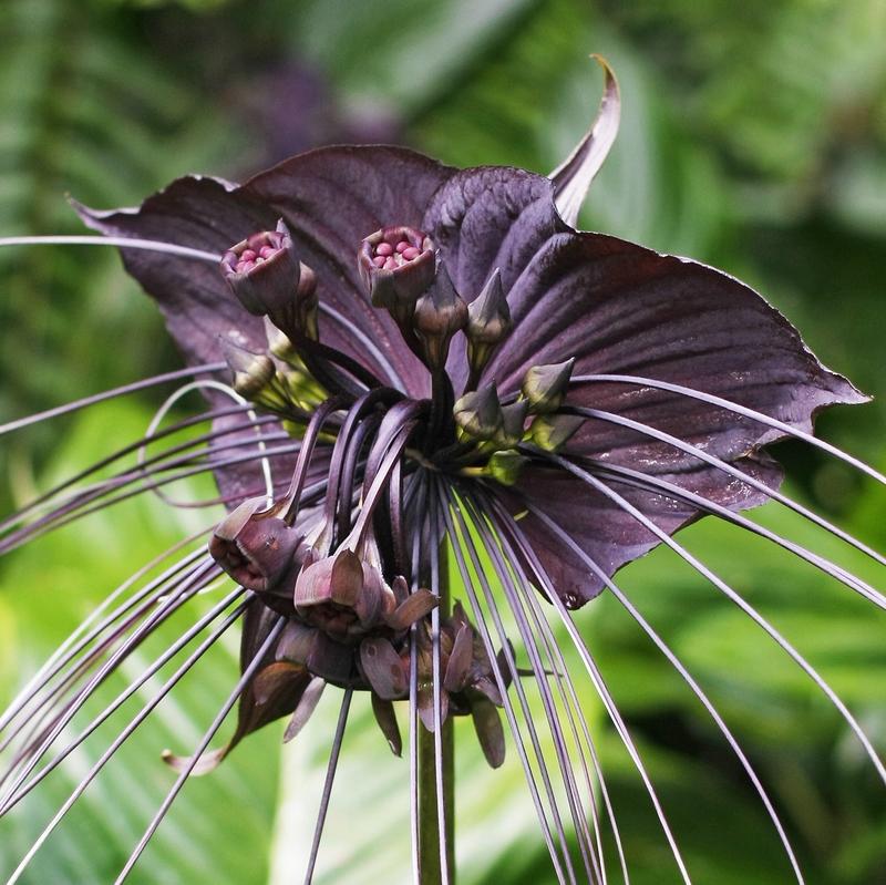 Tacca Chantrieri Blumensamen zur Aussaat farbenfroh Schau Traditionssorte & ohne Gentechnik Samen Hausgarten