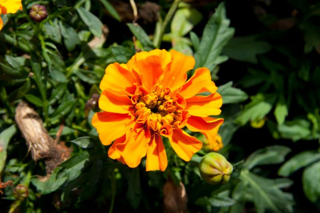 Gemischt Studentenblume Blumensamen zur Aussaat Wildblume Mischung Traditionssorte & ohne Gentechnik Samen Hausgarten