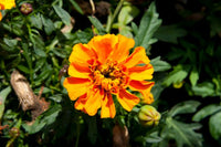 Gemischt Studentenblume Blumensamen zur Aussaat Wildblume Mischung Traditionssorte & ohne Gentechnik Samen Hausgarten