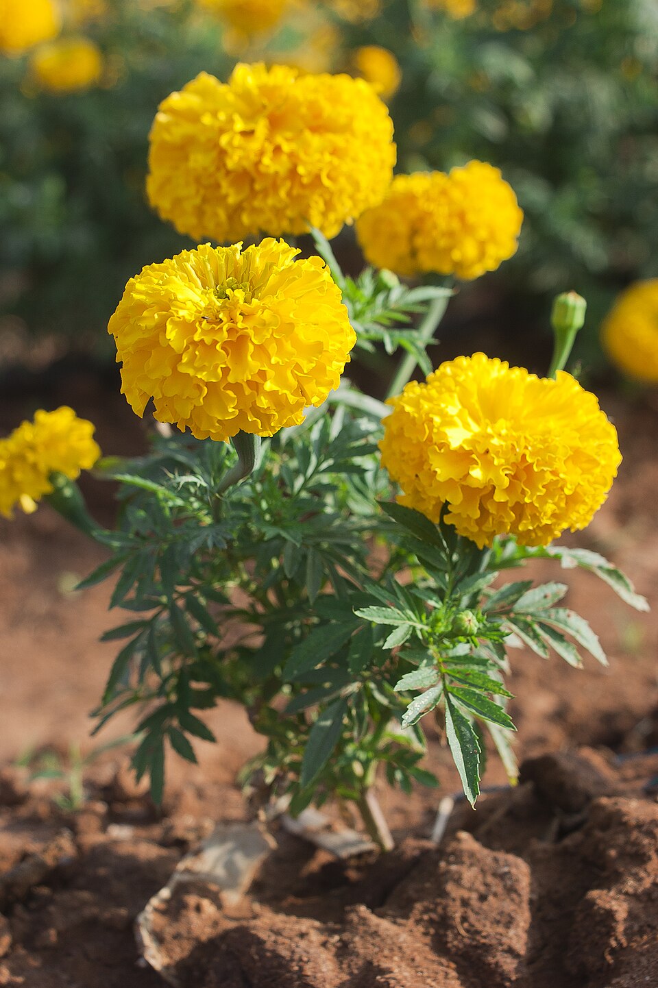 Studentenblume Sparky Blumensamen zur Aussaat Schnitt Blume beliebt Traditionssorte & ohne Gentechnik Samen Hausgarten