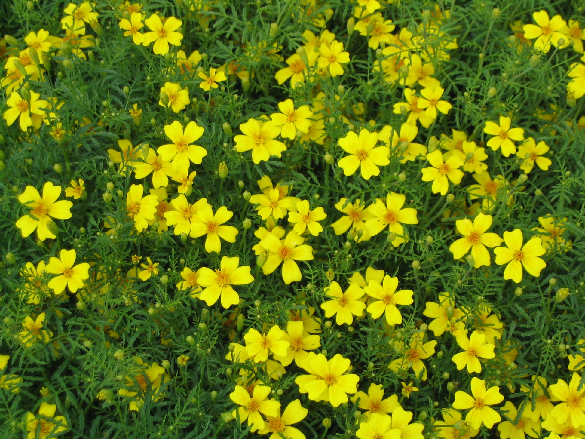 Gelb Bur Studentenblume Blumensamen zur Aussaat sonnenliebend Traditionssorte & ohne Gentechnik Samen Hausgarten
