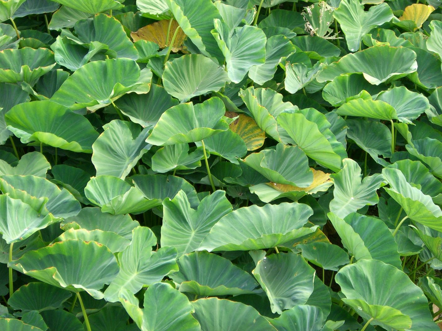 Colocasia Blumensamen zur Aussaat pflegeleicht Traditionssorte & ohne Gentechnik Samen Hausgarten