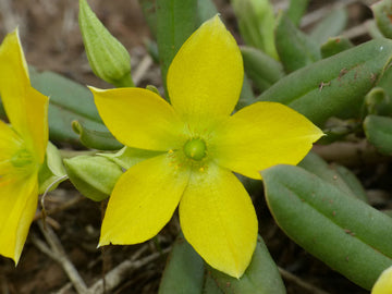 Talinum caffrum blume samen for anpflanzung - garten favorite, heirloom & gmo free samen for home garten
 
 sale for anpflanzung in home garten.