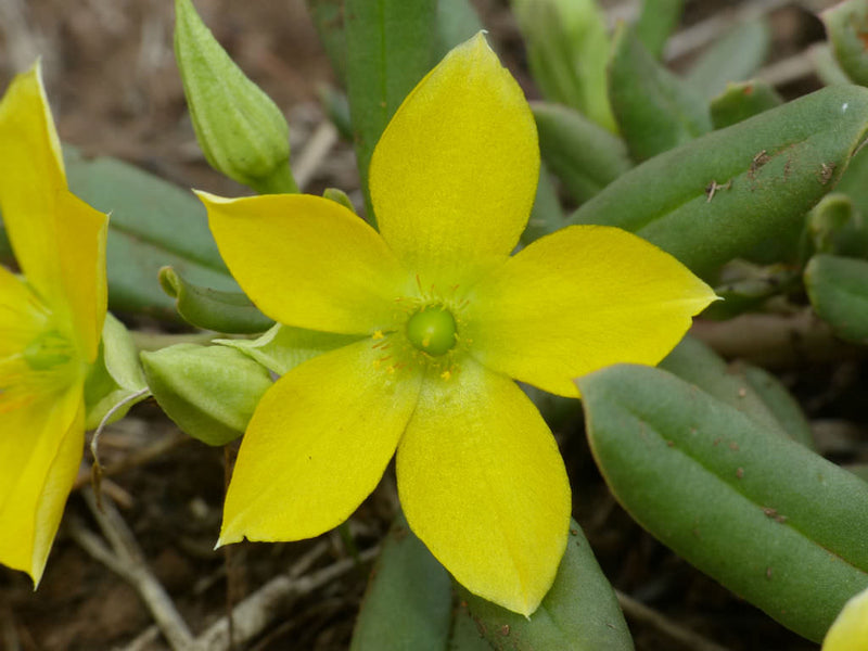 Talinum caffrum blume samen for anpflanzung - garten favorite, heirloom & gmo free samen for home garten
 
 sale for anpflanzung in home garten.