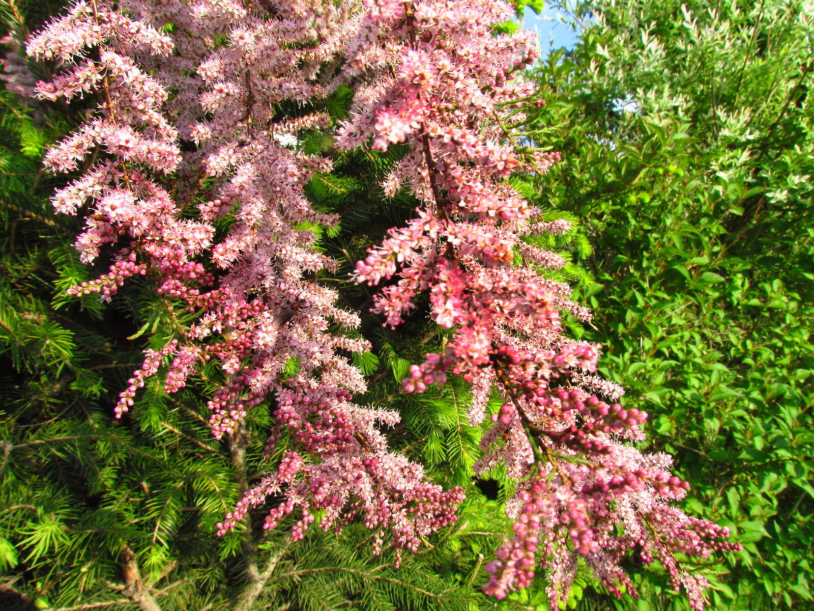 Tamarix Blumensamen: wichtig Aussaat Leitfaden