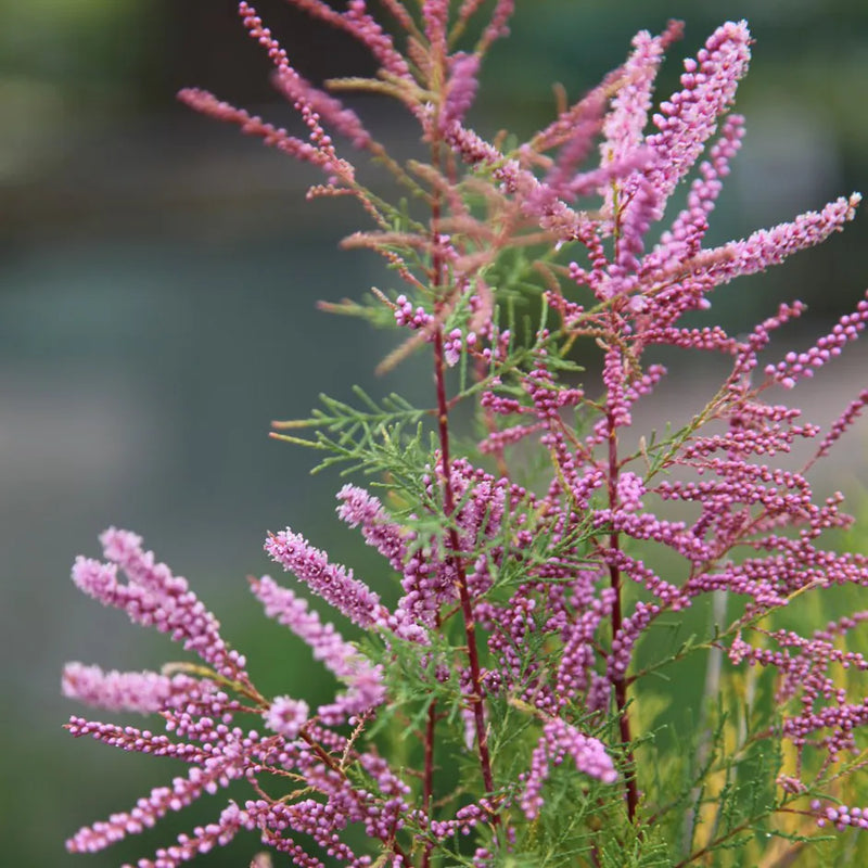 Tamarix ramosissima samen for anpflanzung
