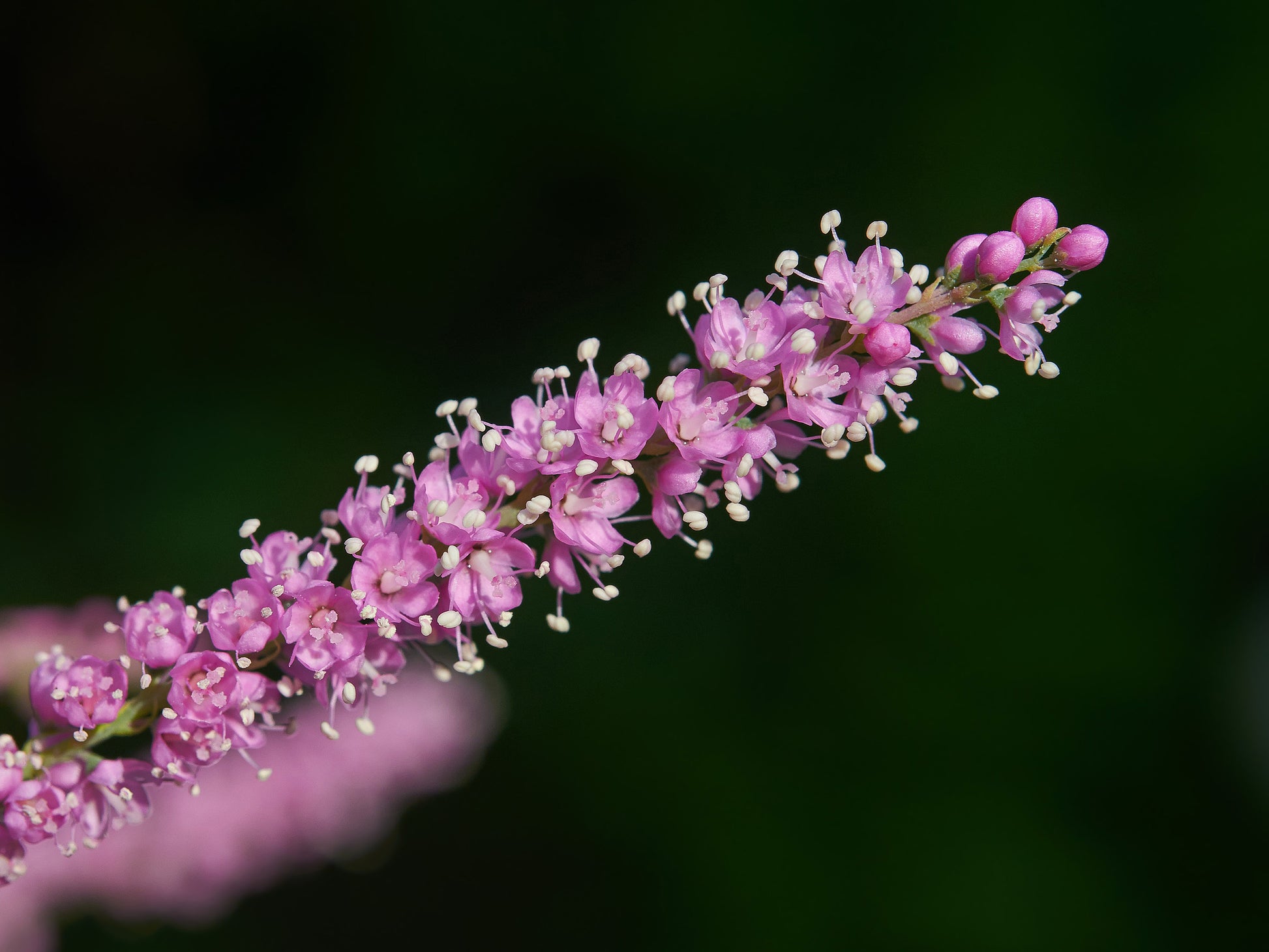 Tamarix Blumensamen: wichtig Aussaat Leitfaden
