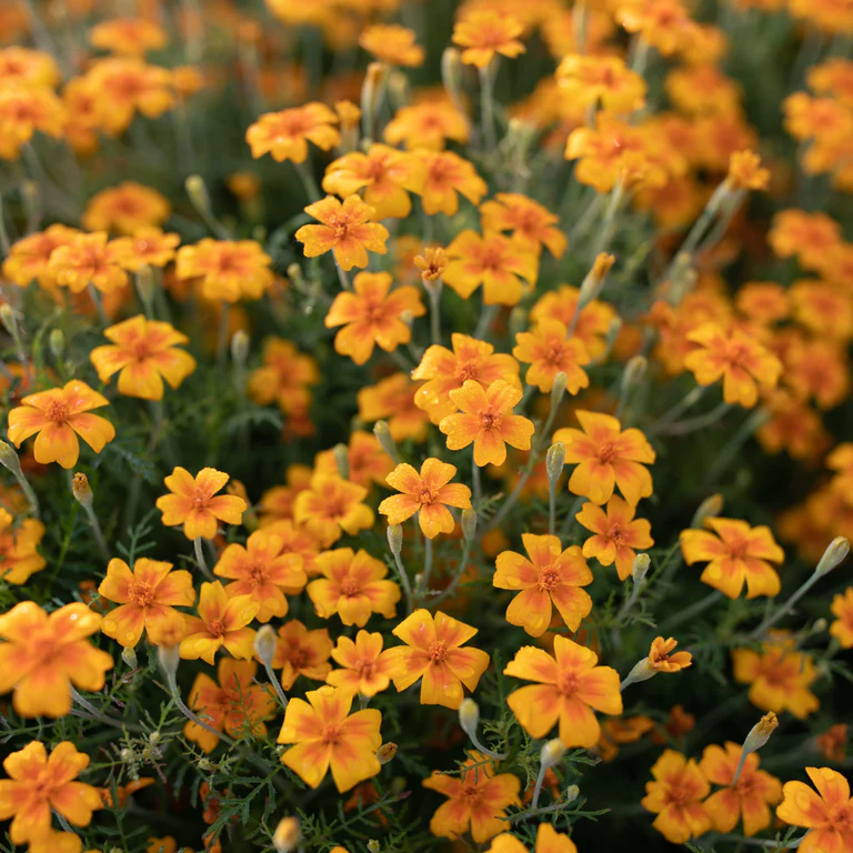 Tangerine Gem Blumensamen zur Aussaat leuchtend Traditionssorte & ohne Gentechnik Samen Hausgarten