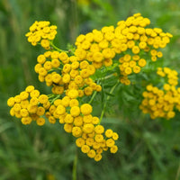 Tansy Blumensamen zur Aussaat Bestäuber freundlich Traditionssorte & ohne Gentechnik Samen Hausgarten