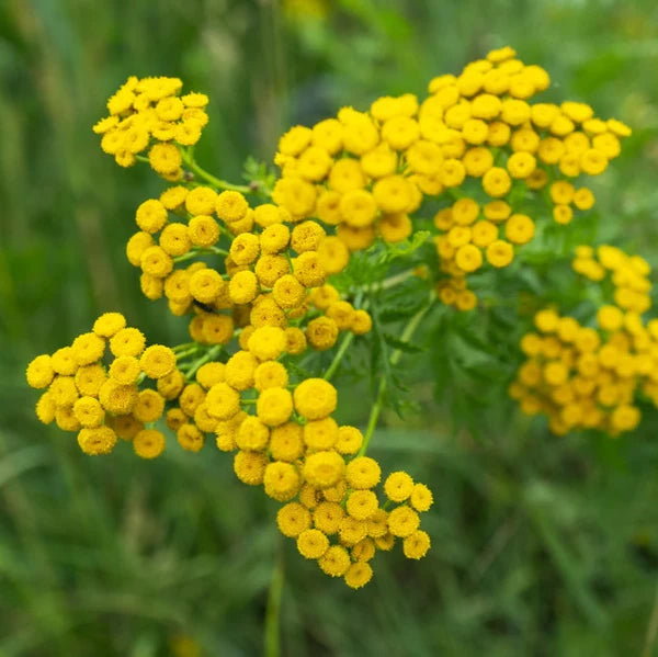 Tansy Blumensamen zur Aussaat Bestäuber freundlich Traditionssorte & ohne Gentechnik Samen Hausgarten