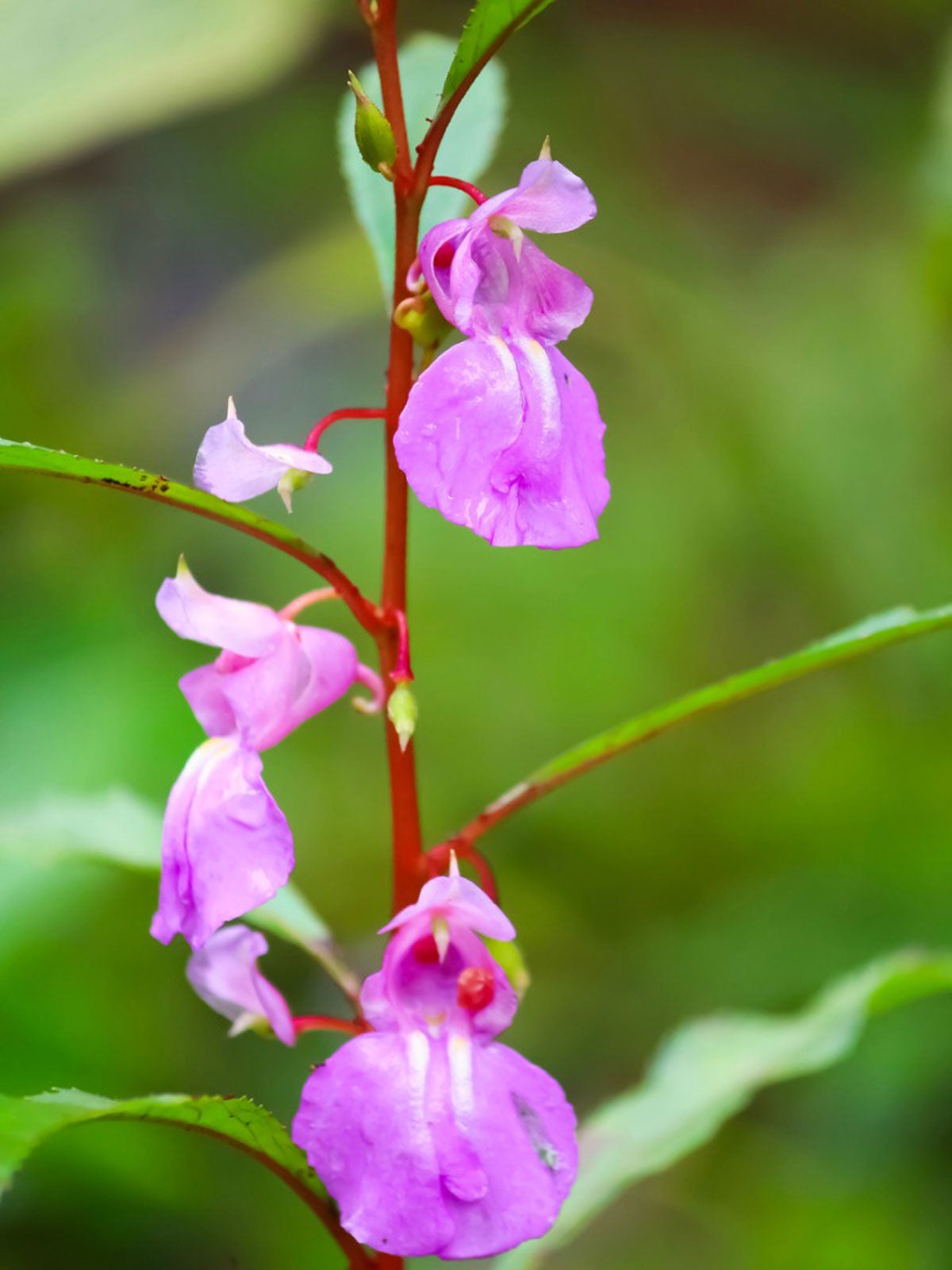 Balsamine blume samen for easy anpflanzung