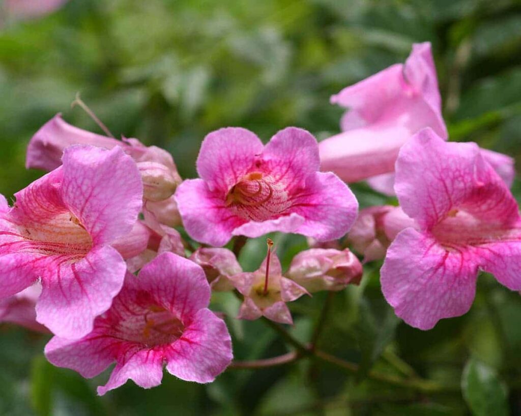 Rosa Cape Tecoma Honeysuckle Blumensamen zur Aussaat Landhaus Garten wichtig Traditionssorte & ohne Gentechnik Samen Hausgarten