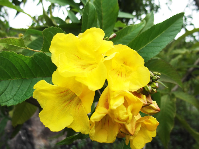 Tecoma Stans Blumensamen zur Aussaat Bestäuber freundlich Traditionssorte & ohne Gentechnik Samen Hausgarten