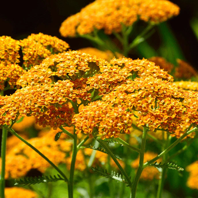 Gelb Yarrow Blumensamen zur Aussaat – saisonal Dauerblüher – Traditionssorte & ohne Gentechnik Samen Hausgarten