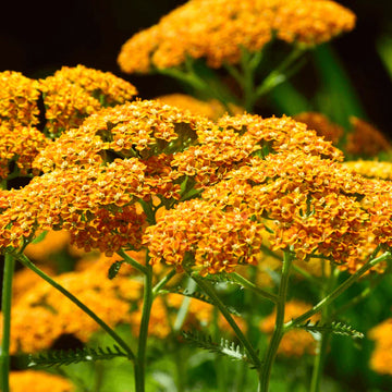 Gelb Yarrow Blumensamen zur Aussaat – saisonal Dauerblüher – Traditionssorte & ohne Gentechnik Samen Hausgarten