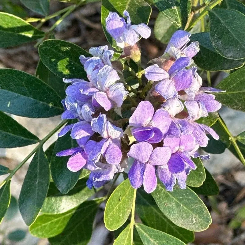Texas laurel flowering samen for landscapes