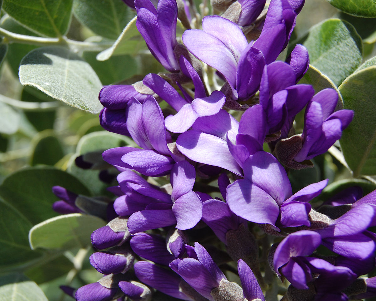 Non gmo texas laurel samen