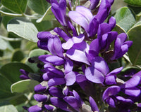Non gmo texas laurel samen
